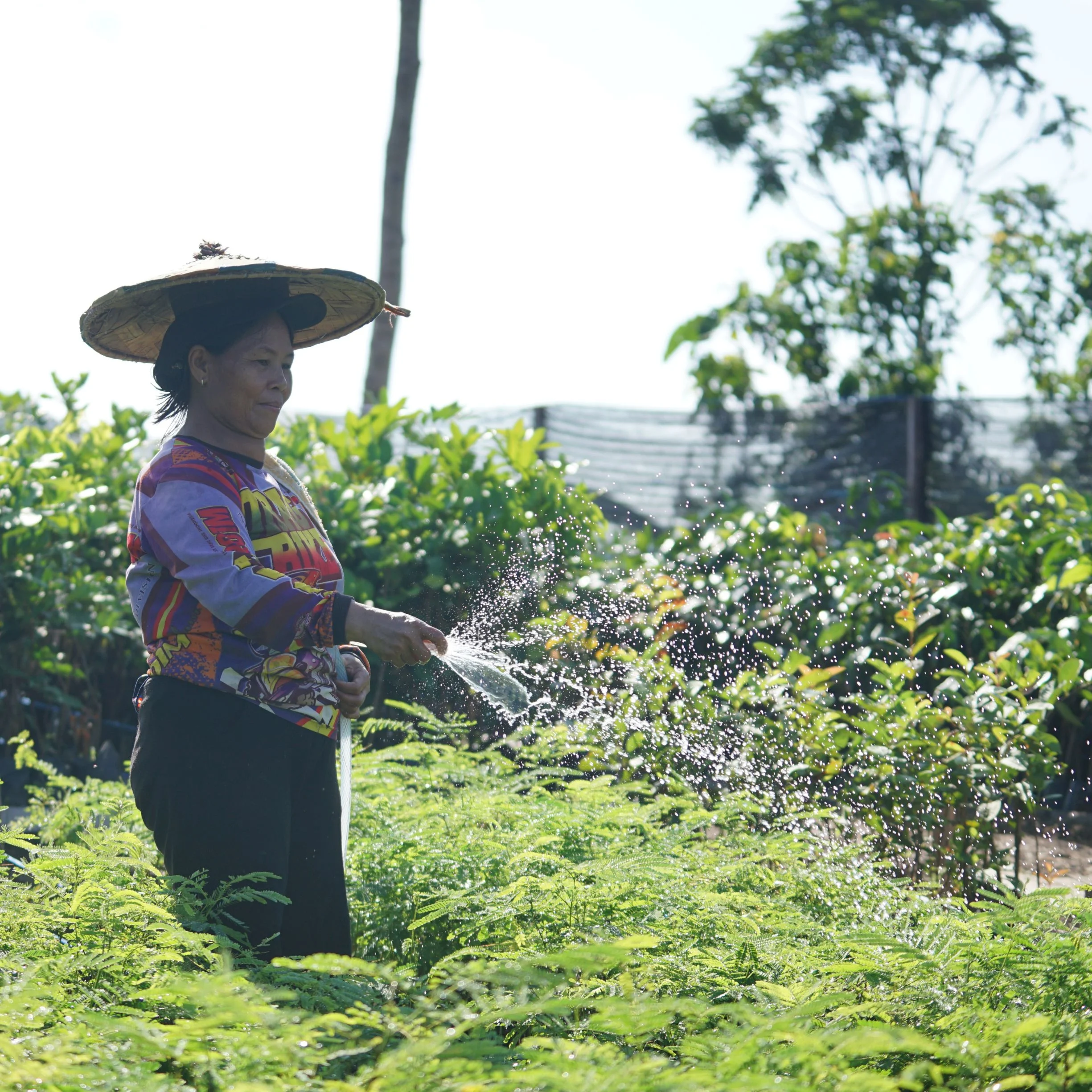 Une petite agricultrice arrose des plants de sengon dans une pépinière en Indonésie