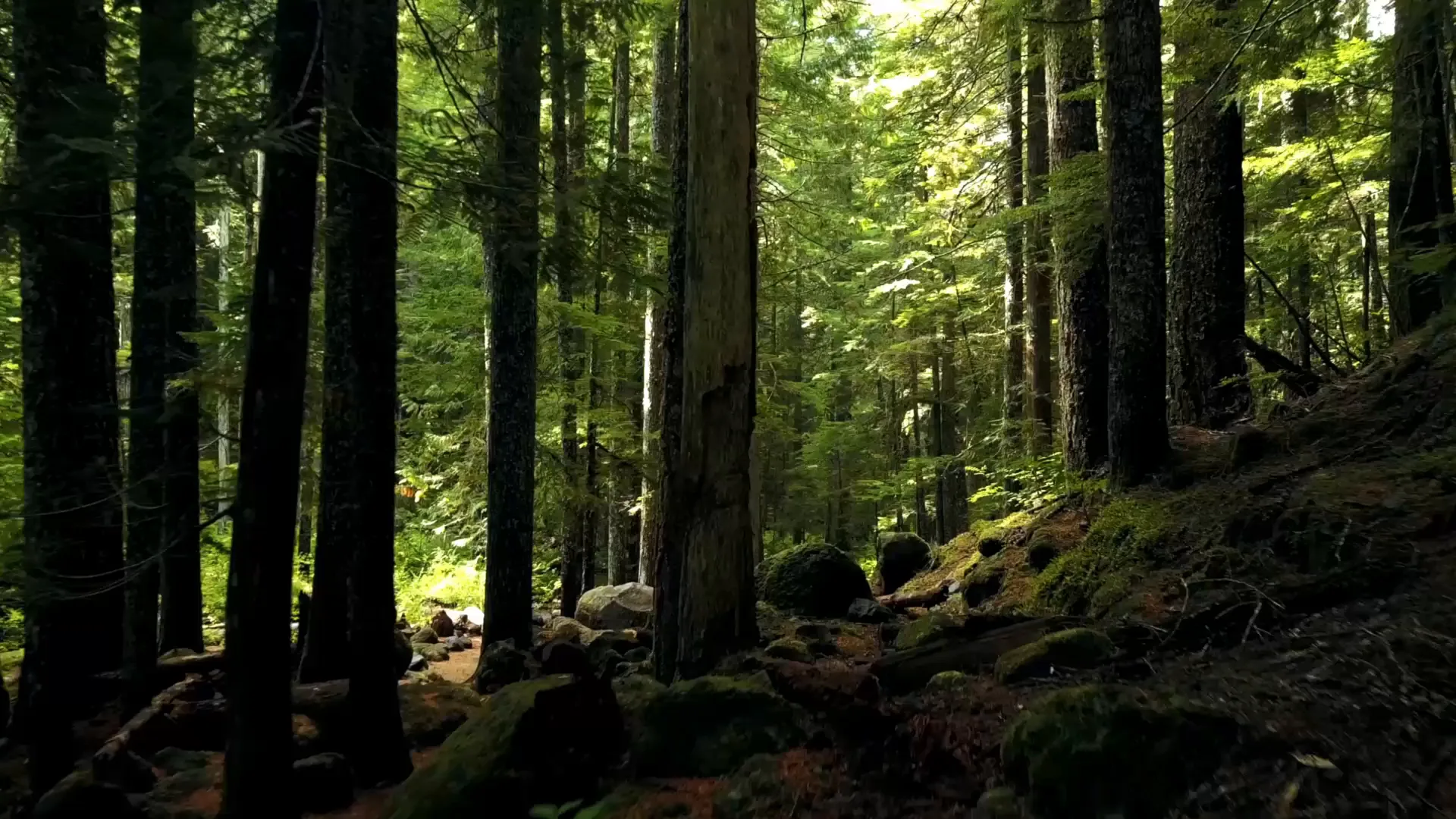 Sonnenlicht im Nadelwald — der Rohstoff, aus dem X-Wood® Hallen baut