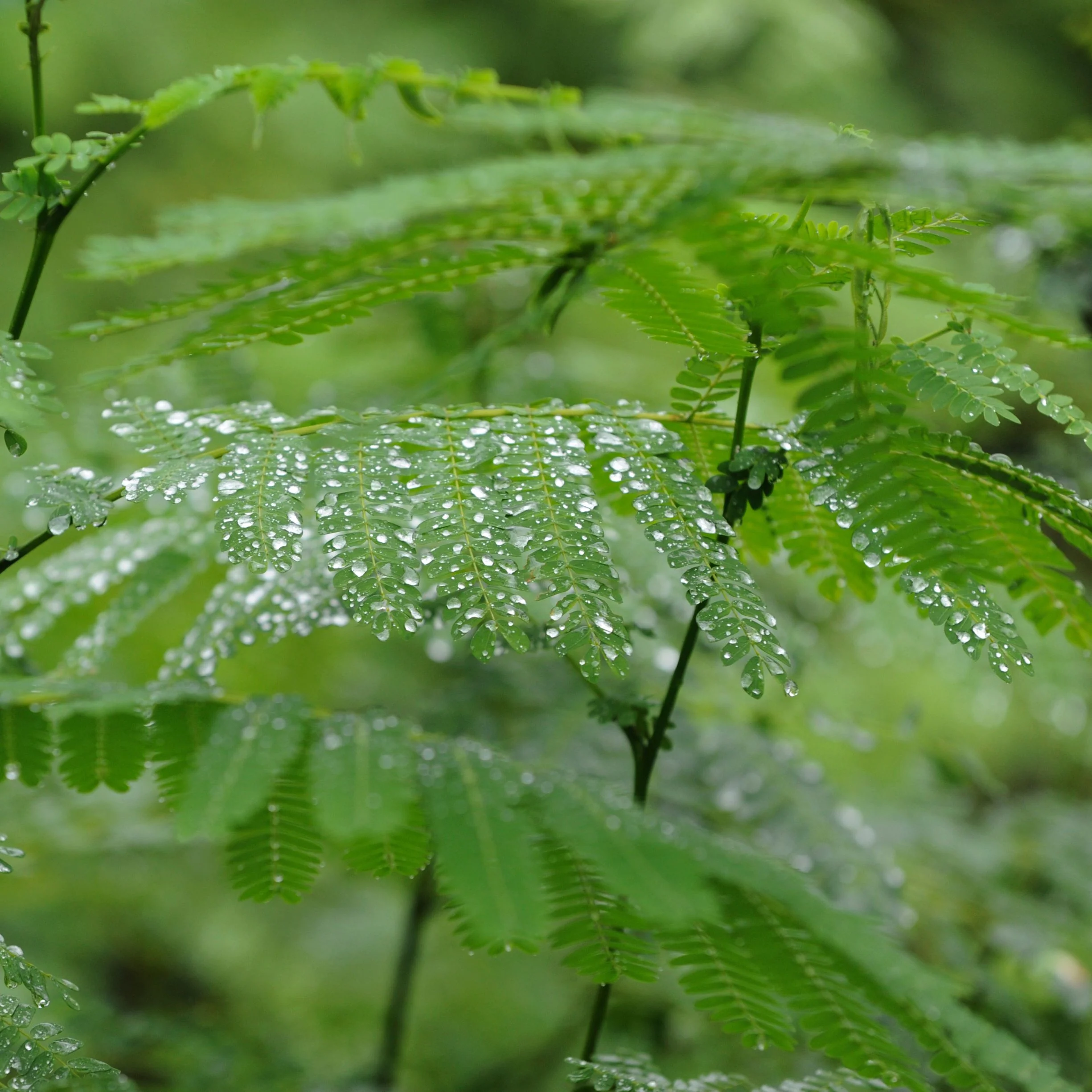 Gouttes de pluie sur les folioles d’un jeune sengon