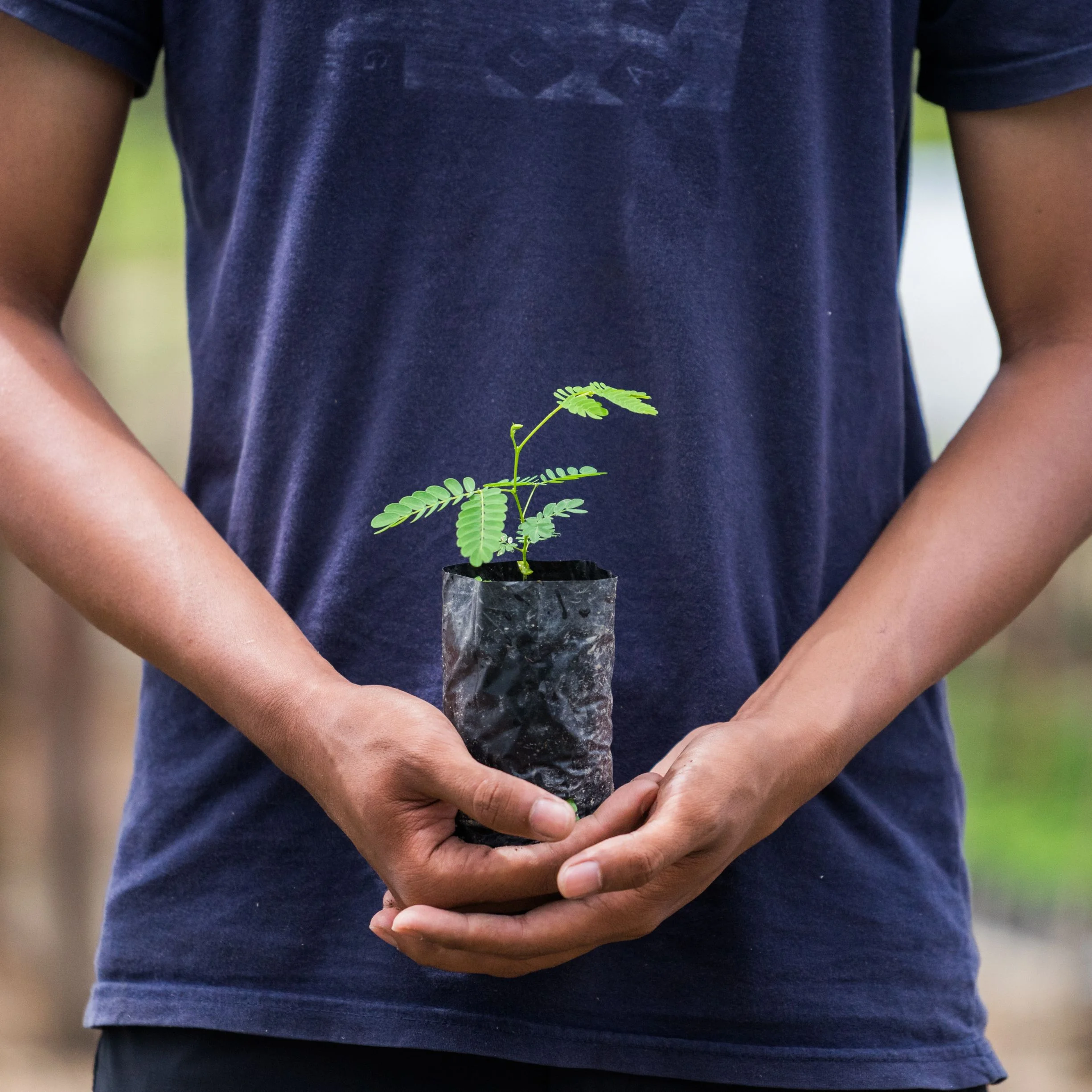 Un jeune homme tenant un plant de sengon dans la main